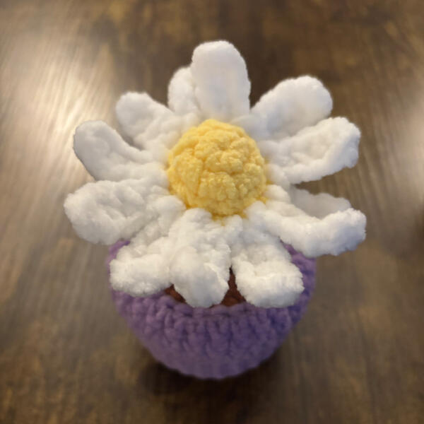 Potted Daisy Potted Daisy