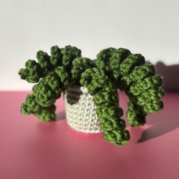 Curly Plant Curly Plant